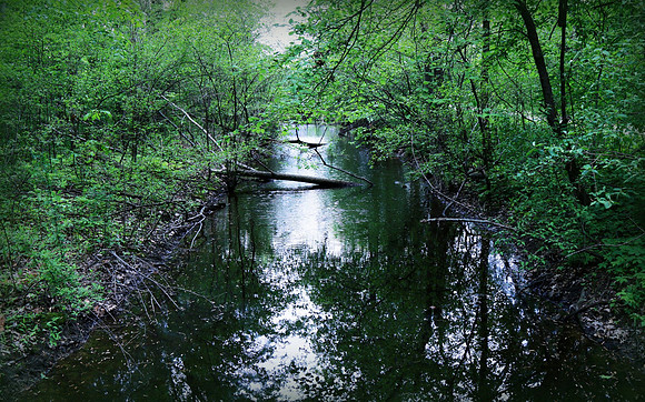Wilderness Reflections