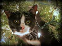 Cat-astrophe in the Making
