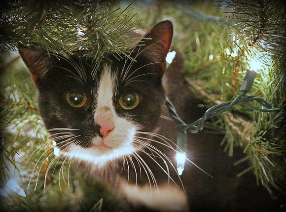 Cat-astrophe in the Making