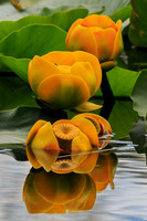 Lily Pads in Rocky Mountain Tarn