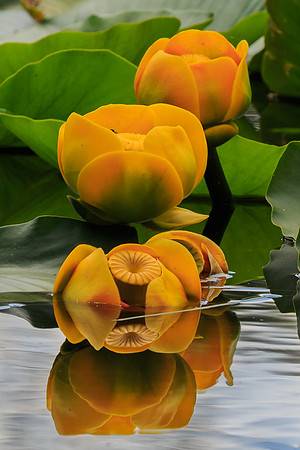 Lily Pads in Rocky Mountain Tarn