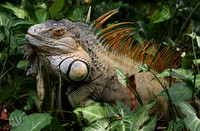 Iguana Joe