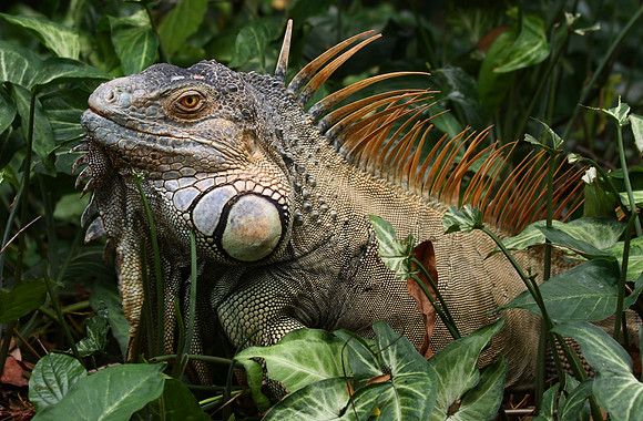 Iguana Joe