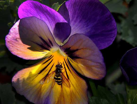Pansy With Visitor