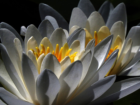 Water Lillies