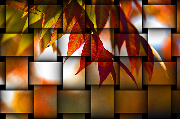 Leaves