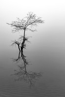 Flood and Fog