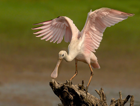 Pretty In Pink