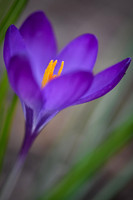 Harbinger
