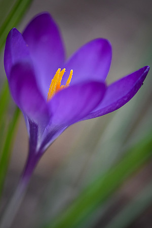 Harbinger