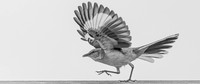 Karate Bird