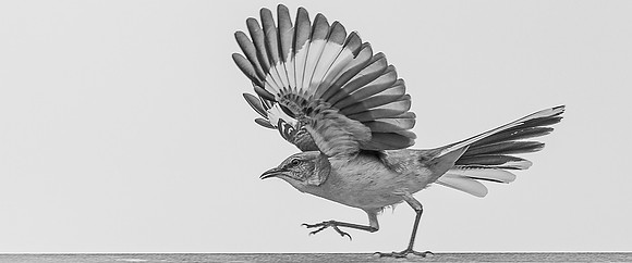 Karate Bird