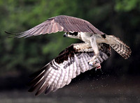 Fish For Lunch