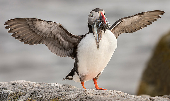 Puffin' Up