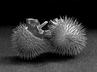 Datura Pods