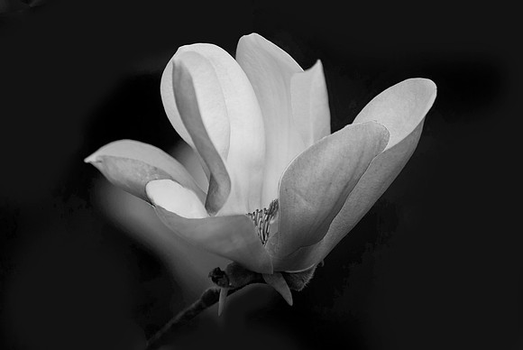 Star Magnoia
