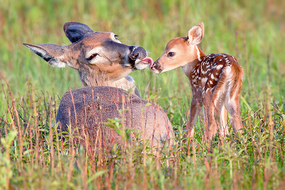 Lick Of Love