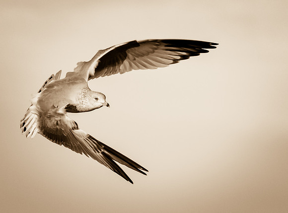 Seagull on the Wing