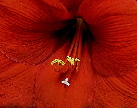 Inside a Hibiscus