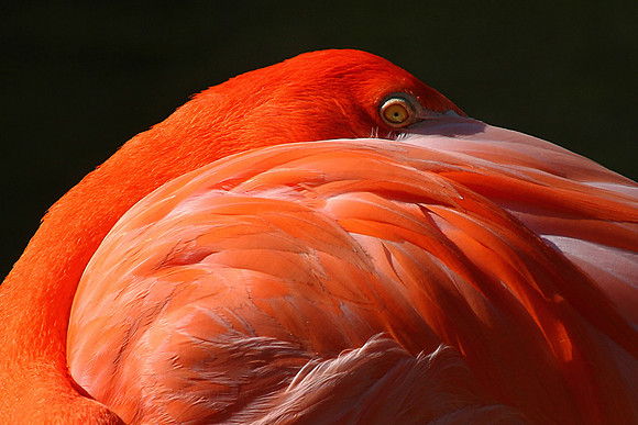 Flamingo Resting