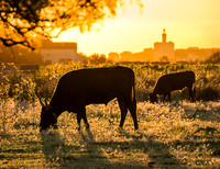 Bulls at Sunrise