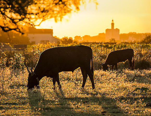 Bulls at Sunrise