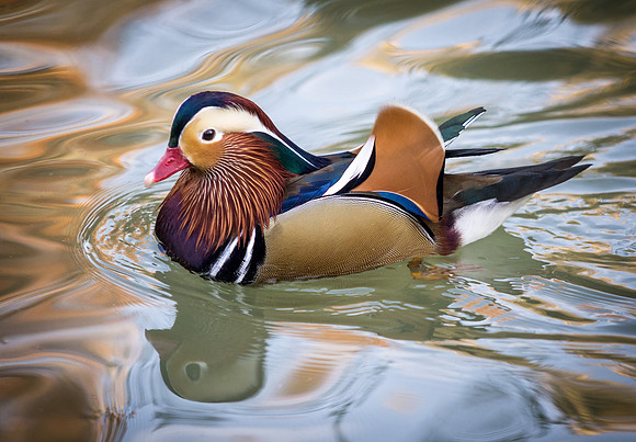 Reflection of Mandarin