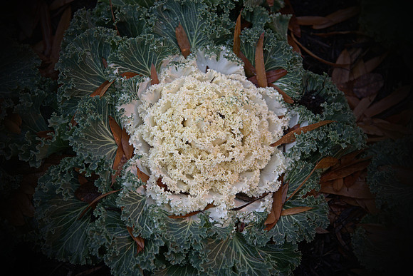 Winter Star