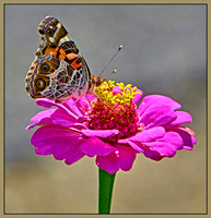 PAINTED LADY