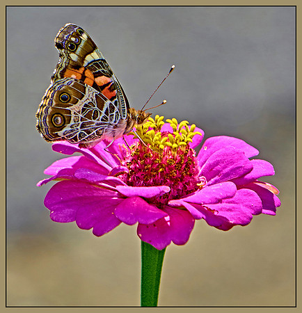 PAINTED LADY