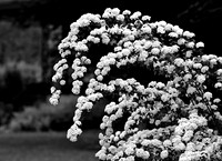 Spring Wave