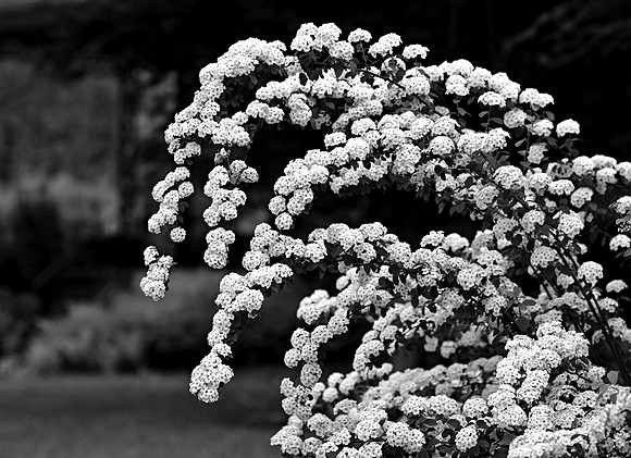 Spring Wave