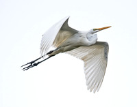 Solo Flight