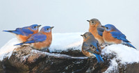 Blue Christmas