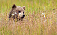 Where's My Mommy