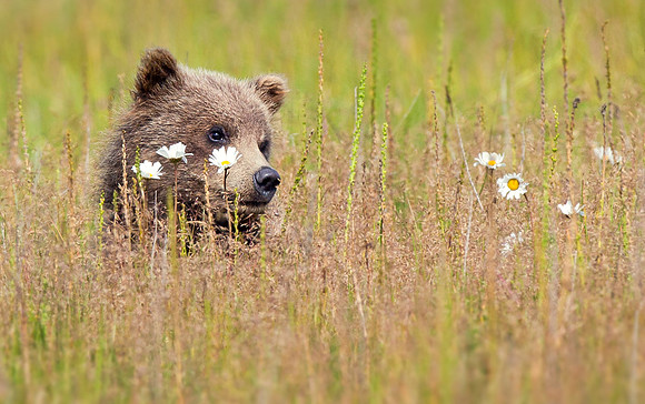 Where's My Mommy