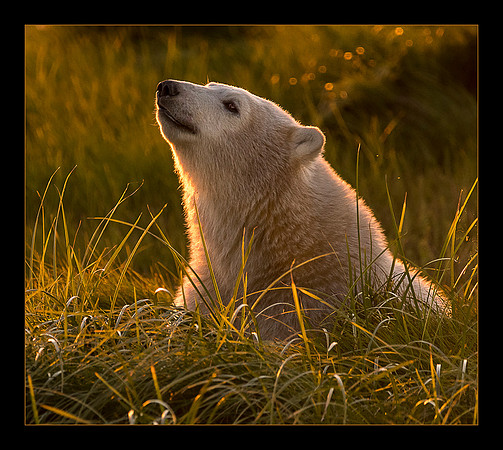 Kissed by the Sun