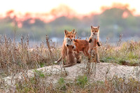 Vivacious Vixen and Kits