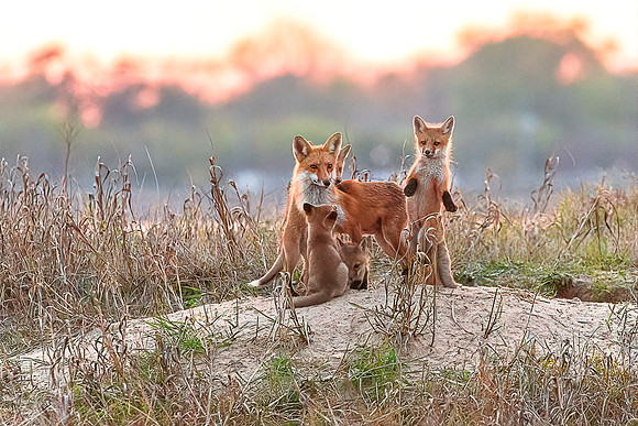 Vivacious Vixen and Kits