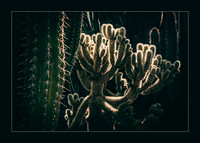 Cacti Defense