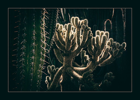 Cacti Defense