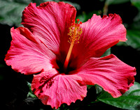 Pink Hibiscus