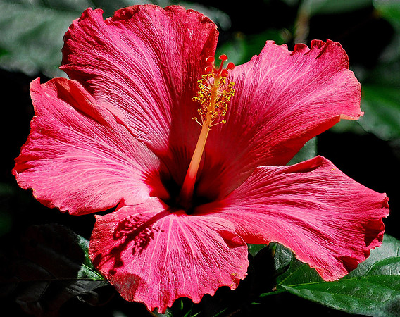 Pink Hibiscus