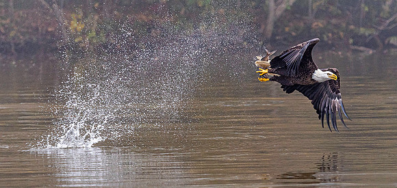 Good Catch