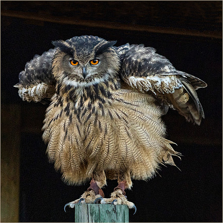 Owl Feather Fluff