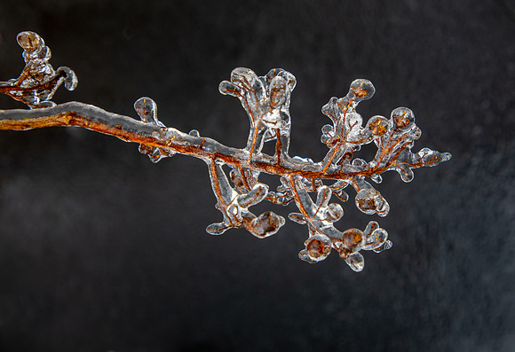 Crystal Crepe Myrtle