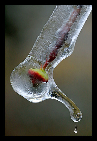 Bud in Ice