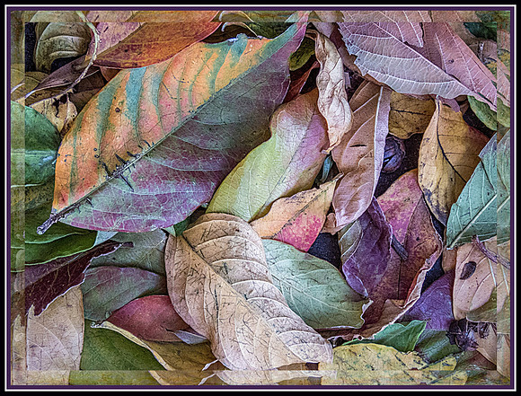 Leaves of Many Colors