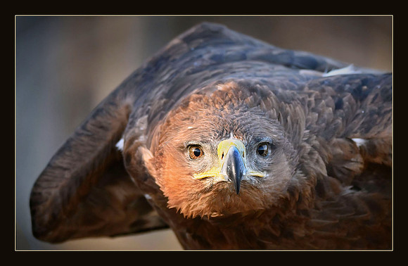 Intense Stare