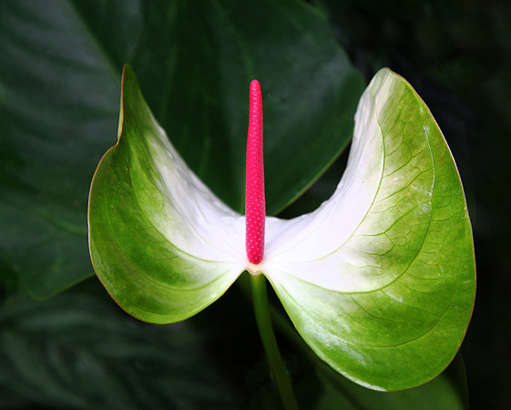 Pink Stamen
